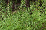 Thunberg's meadowsweet